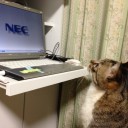 ネコちゃんず889日目