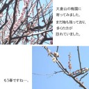 今度は梅が満開のときに行ってみて、1人で紅天女ごっこをしてみたい