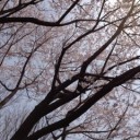 春、さくら。