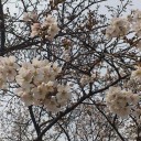 そつえん！