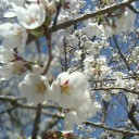 酒と薔薇の日々