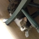 ネコちゃんず891日目