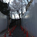 国立新美術館とソメイヨシノ。