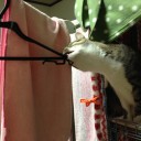 ネコちゃんず893日目