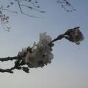さくら