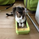 ネコちゃんず894日目