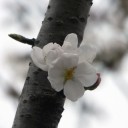 桜通信２０１３　ｖｏｌ．２　“往復１５時間半、新幹線の旅”　の巻