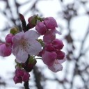 桜通信２０１３　ｖｏｌ．２　“往復１５時間半、新幹線の旅”　の巻
