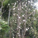 春の花が　いっぱい！