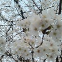 ✿満開✿