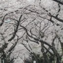 ✿満開✿