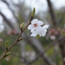 桜通信２０１３　ｖｏｌ．３　“オカアサンを懐柔する１００の方法”　の巻