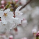桜通信２０１３　ｖｏｌ．３　“オカアサンを懐柔する１００の方法”　の巻