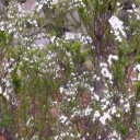 我が家の水仙＆雪柳