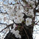 桜通信２０１３　ｖｏｌ．４　“「JOYFUL-2、恐ろしい店っ」と月影先生が言った”　の巻