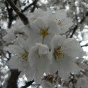 桜通信２０１３　ｖｏｌ．５　“濡れそぼる花弁　※Ｒ１８”　の巻
