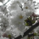 桜通信２０１３　ｖｏｌ．５　“濡れそぼる花弁　※Ｒ１８”　の巻