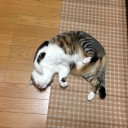 ネコちゃんず898日目