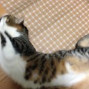 ネコちゃんず899日目