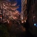 夜桜