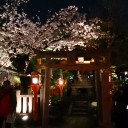 夜桜