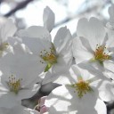 桜たけのこ通信２０１３　ｖｏｌ．６　“オカアサン、えへへへって顔になる”　の巻