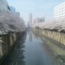 ✿お花見✿
