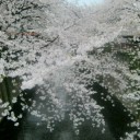 ✿お花見✿