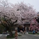 花の寺