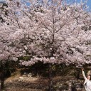 懲りずに桜