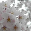 桜通信２０１３　ｖｏｌ．８　“たけのこご飯、完売しました”　の巻