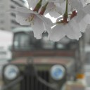 桜通信２０１３　ｖｏｌ．８　“たけのこご飯、完売しました”　の巻