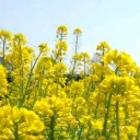 まるの大好きな花