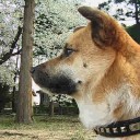 えらそうだ