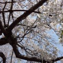桜、桜、桜！
