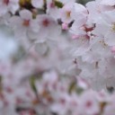 桜通信２０１３　ｖｏｌ．９　“たけのこ、入荷しました”　の巻