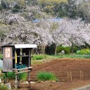 桜通信２０１３　ｖｏｌ．９　“たけのこ、入荷しました”　の巻
