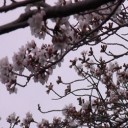 落合公園の桜２０１３
