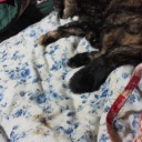 猫病気！(ToT)
