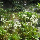 春の花が　いっぱい！　その２