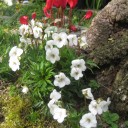 春の花が　いっぱい！　その２