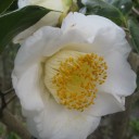 春の花が　いっぱい！　その２