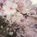 明日、春がきたら。