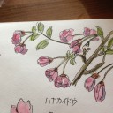 春爛漫