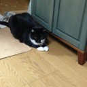 ネコちゃんず908日目