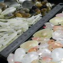 ２０１３第３回貝殻拾い大会快哉　“そして…不覚”　の巻