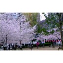 4.2…春の宵の夢