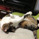 ネコちゃんず912日目