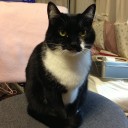ネコちゃんず913日目
