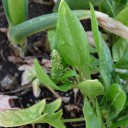 last spinach
